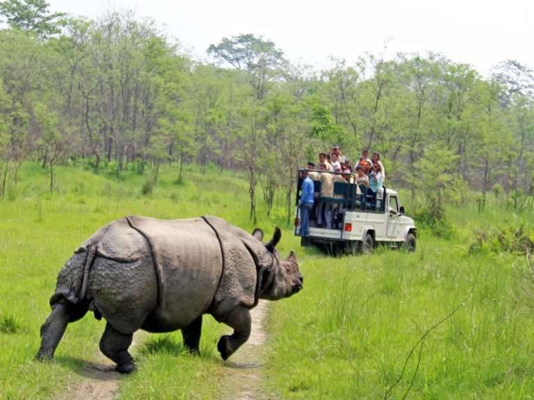 one rhinoceros inside chitwan national park